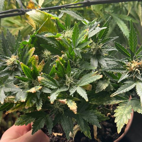 North Thunderfuck growlog timeline photo