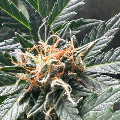 North Thunderfuck growlog timeline photo
