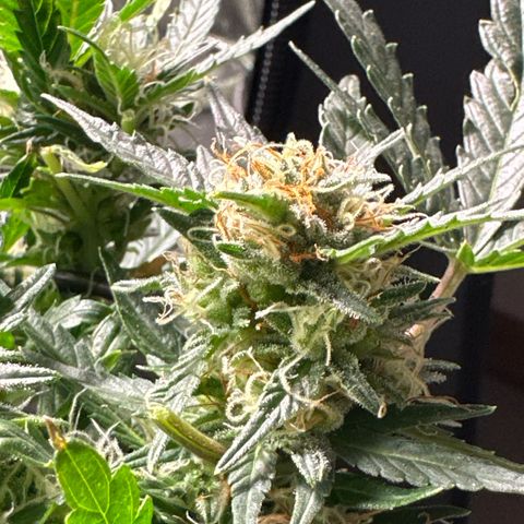 North Thunderfuck growlog timeline photo