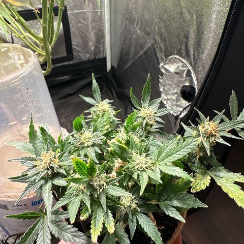North Thunderfuck growlog timeline photo