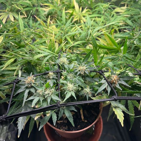 North Thunderfuck growlog timeline photo