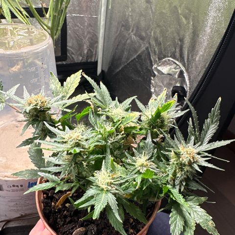 North Thunderfuck growlog timeline photo