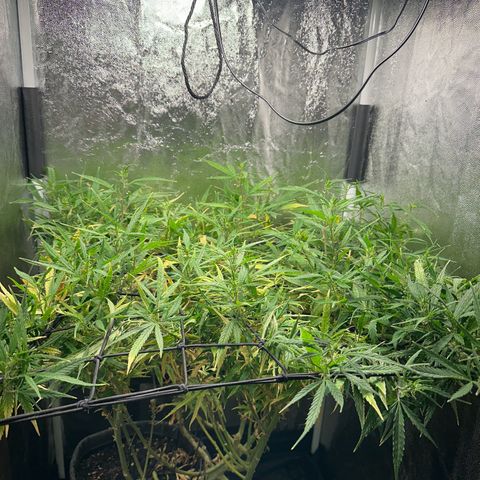 Dosidos reg Auto  growlog timeline photo