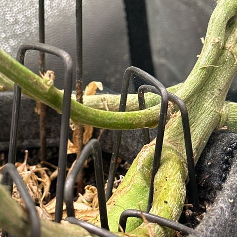Dosidos reg Auto  growlog timeline photo