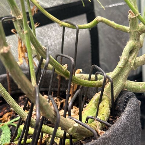 Dosidos reg Auto  growlog timeline photo