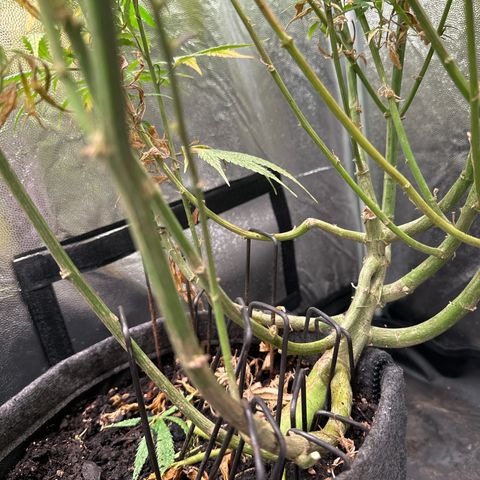 Dosidos reg Auto  growlog timeline photo