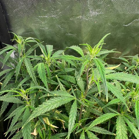 Dosidos reg Auto  growlog timeline photo