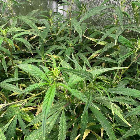 Dosidos reg Auto  growlog timeline photo