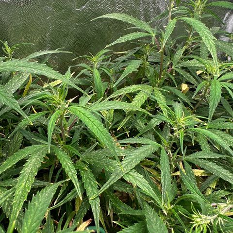 Dosidos reg Auto  growlog timeline photo