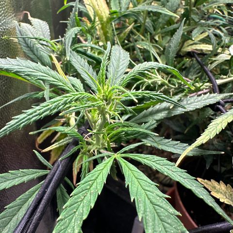 Dosidos reg Auto  growlog timeline photo