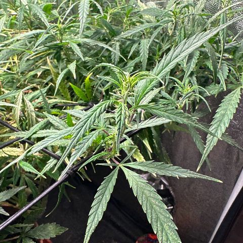 Dosidos reg Auto  growlog timeline photo