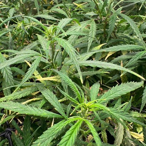 Dosidos reg Auto  growlog timeline photo