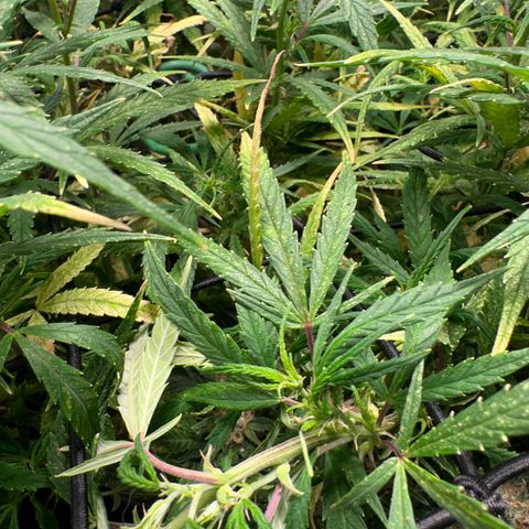Dosidos reg Auto  growlog timeline photo