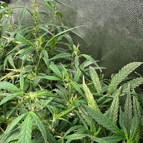 Dosidos reg Auto  growlog timeline photo