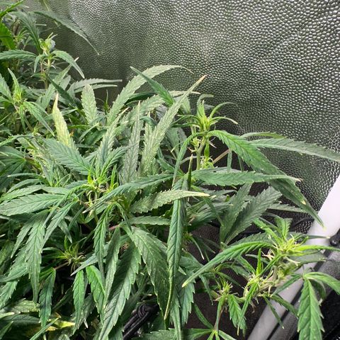 Dosidos reg Auto  growlog timeline photo