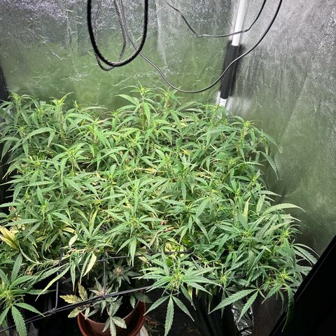 Dosidos reg Auto  growlog timeline photo