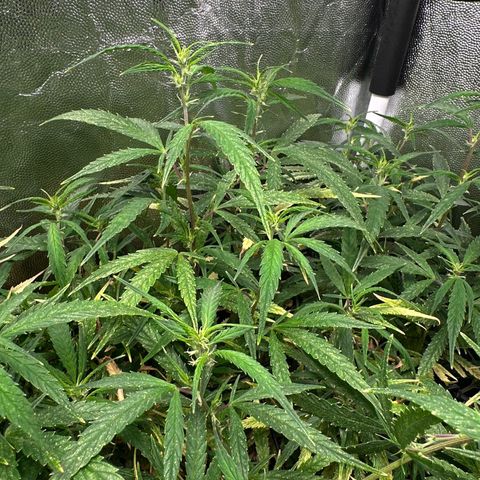 Dosidos reg Auto  growlog timeline photo