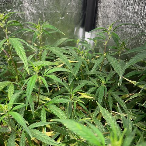 Dosidos reg Auto  growlog timeline photo