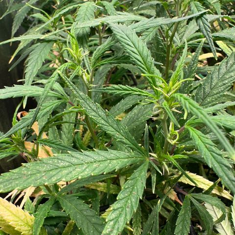 Dosidos reg Auto  growlog timeline photo
