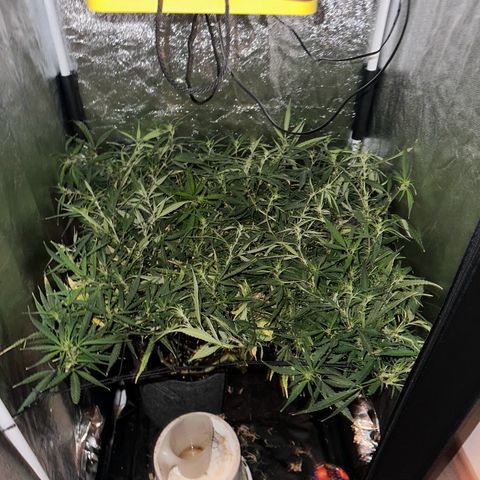 Dosidos reg Auto  growlog timeline photo