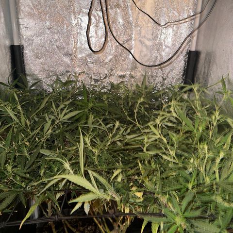 Dosidos reg Auto  growlog timeline photo