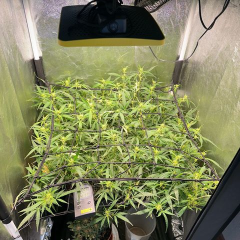 Dosidos reg Auto  growlog timeline photo