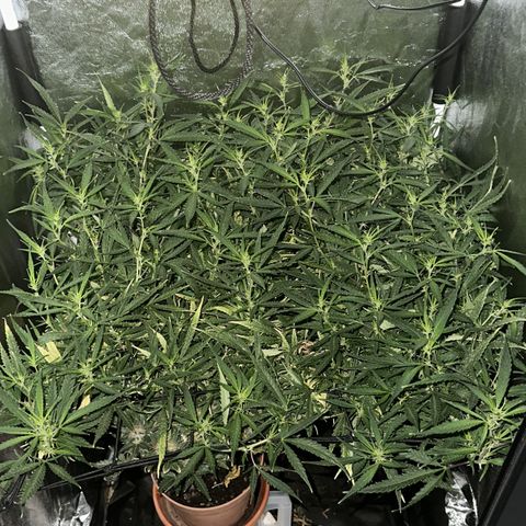 Dosidos reg Auto  growlog timeline photo