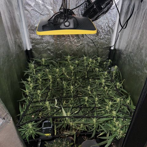 Dosidos reg Auto  growlog timeline photo