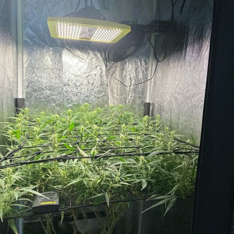 Dosidos reg Auto  growlog timeline photo