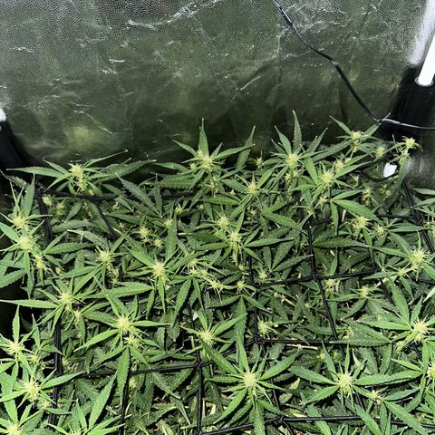 Dosidos reg Auto  growlog timeline photo