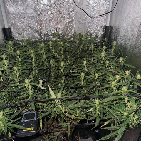 Dosidos reg Auto  growlog timeline photo