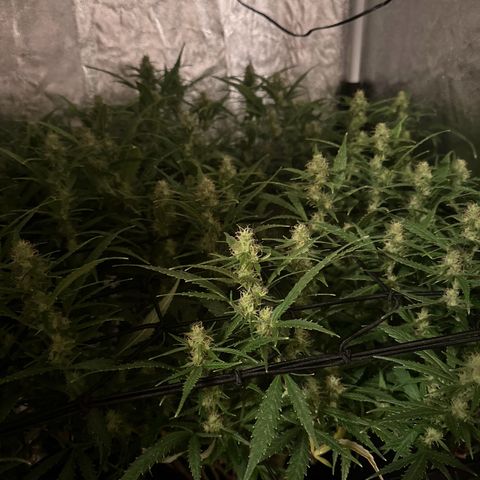 Dosidos reg Auto  growlog timeline photo