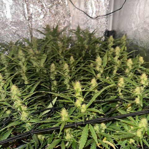 Dosidos reg Auto  growlog timeline photo