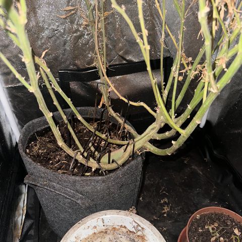 Dosidos reg Auto  growlog timeline photo