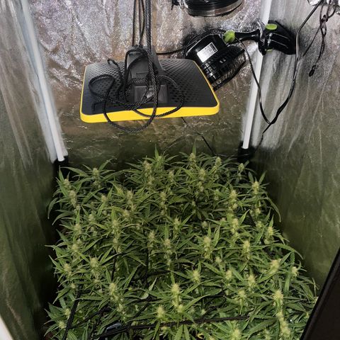 Dosidos reg Auto  growlog timeline photo