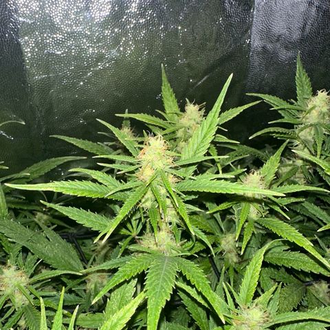 Dosidos reg Auto  growlog timeline photo