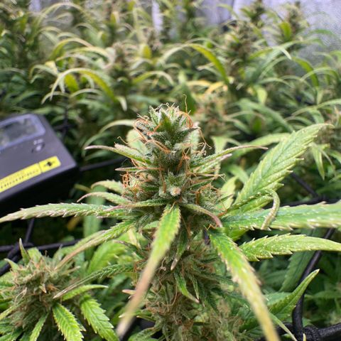 Dosidos reg Auto  growlog timeline photo