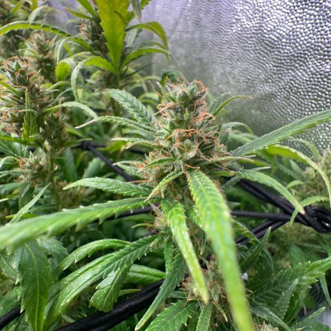 Dosidos reg Auto  growlog timeline photo
