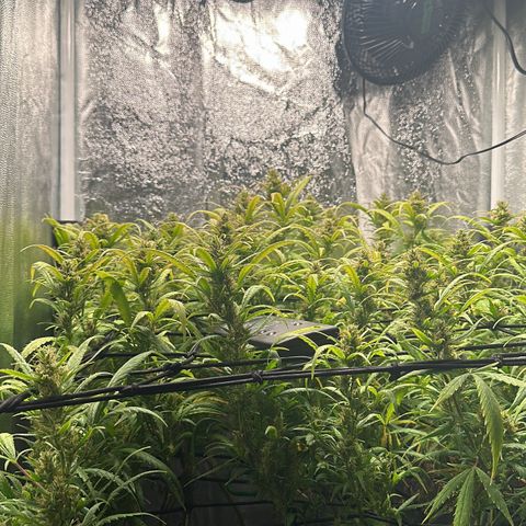 Dosidos reg Auto  growlog timeline photo