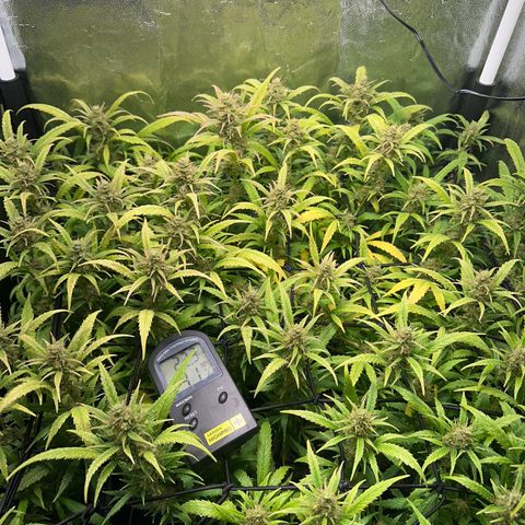 Dosidos reg Auto  growlog timeline photo