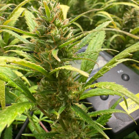 Dosidos reg Auto  growlog timeline photo