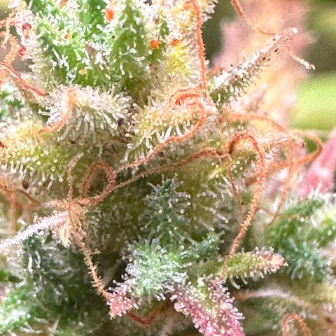 Dosidos reg Auto  growlog timeline photo