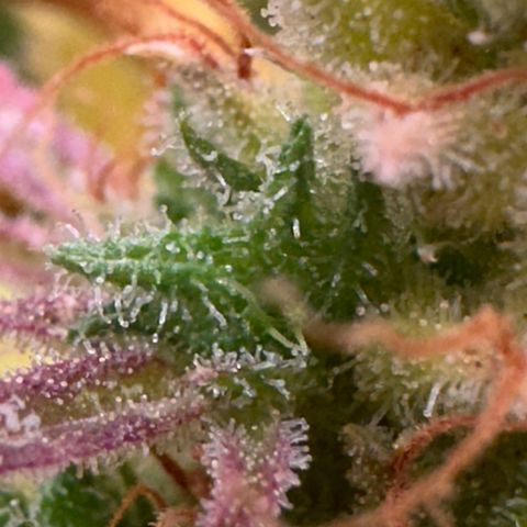 Dosidos reg Auto  growlog timeline photo