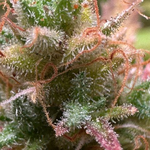 Dosidos reg Auto  growlog timeline photo