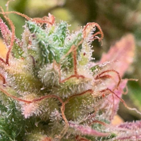 Dosidos reg Auto  growlog timeline photo