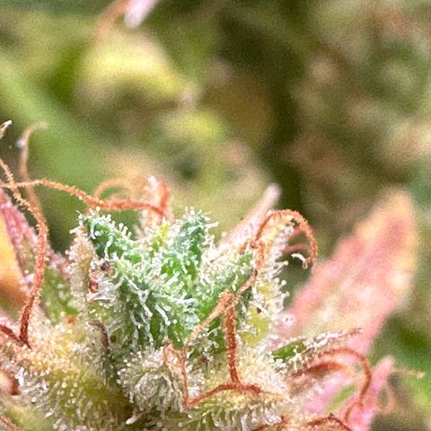 Dosidos reg Auto  growlog timeline photo