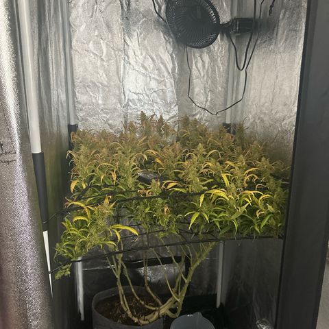 Dosidos reg Auto  growlog timeline photo