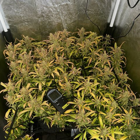 Dosidos reg Auto  growlog timeline photo
