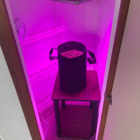 Green Gelato Automatic growlog timeline photo