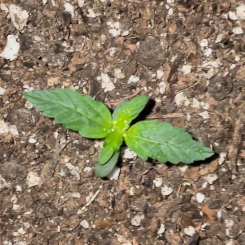 Green Gelato Automatic growlog timeline photo